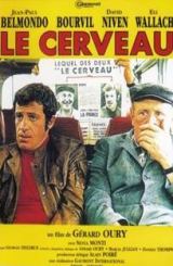 ტვინი / Le cerveau (The brain)