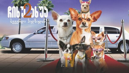 ჩიხუახუა ბევერლი ჰილზიდან 2 / Beverly Hills Chihuahua 2