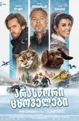 არასწორი ცხოველები / Cat and Dog